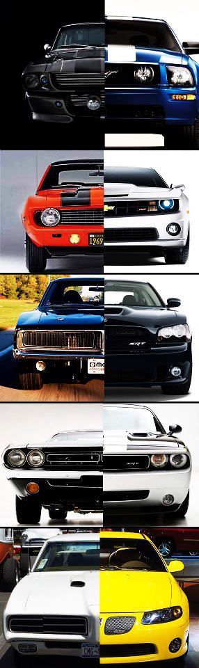 Muscle Evolution
