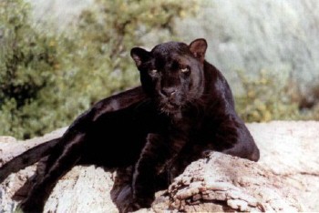 Man panther